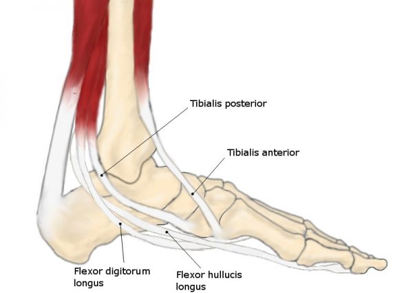 Tibialis Posterior Dysfunction Erica Dash Podiatry